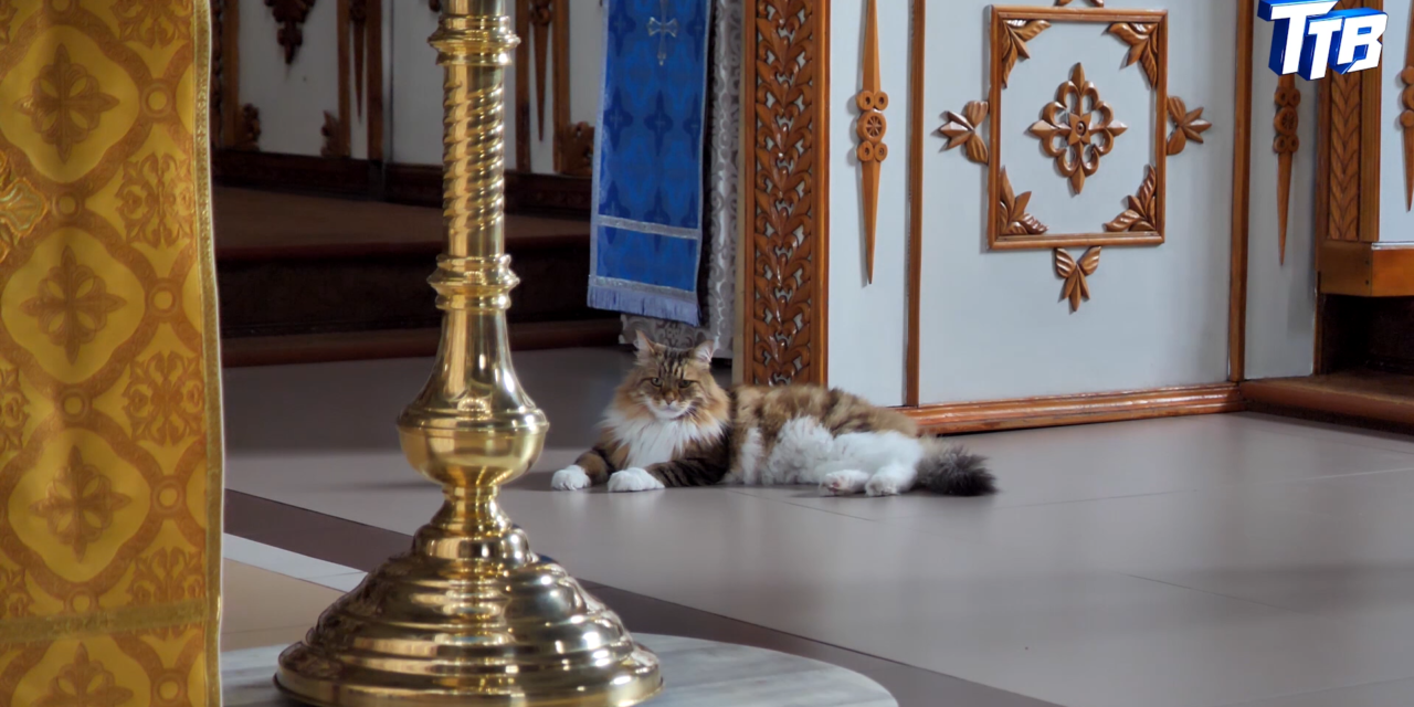 Хозяин Свято Казанского женского монастыря – кот Баюн